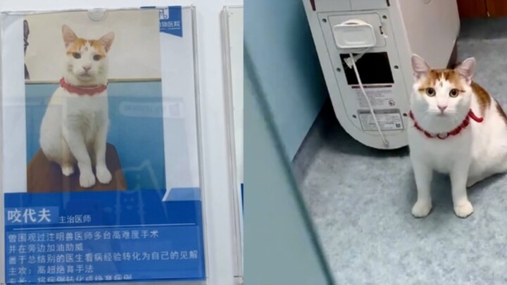 女子花10元挂到专家号，推门一看是吉祥物:励志当上本医院院长一职