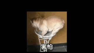 Sisters who love coconuts, please pay attention! Summer is here, so everyone must be careful.