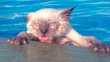 วิดีโอสัตว์ที่ตลกที่สุด แมวเล่นกับน้ำและทุกอย่าง วิดีโอแมวตลก