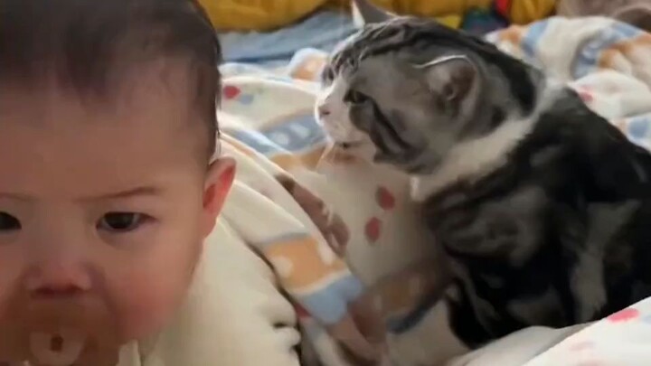 Cute Daily Life of the Cat and Baby