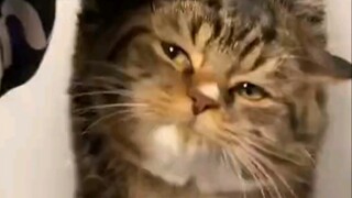 看得出来，这只猫真的很不服气