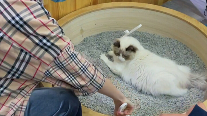 Shocking! A whole crowd is gawking at a cat doing its business—and even playing along!