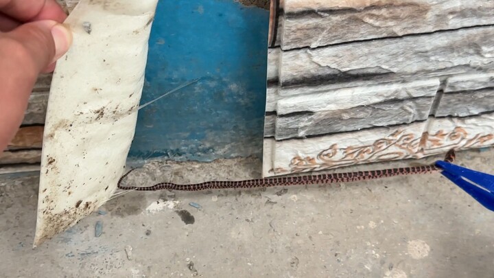 A newly hatched snake was stuck and rescued and released