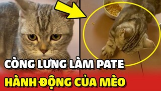 Còng lưng ra làm PATE để nhận lại THÁI ĐỘ của bé mèo như này đây 🙄 | Yêu Lu