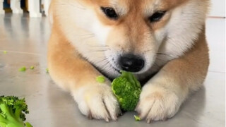 Who would have thought that even a little dog like me has to eat vegetables to lose weight!