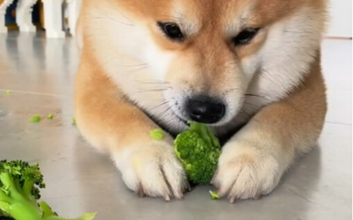 Who would have thought that even a little dog like me has to eat vegetables to lose weight!