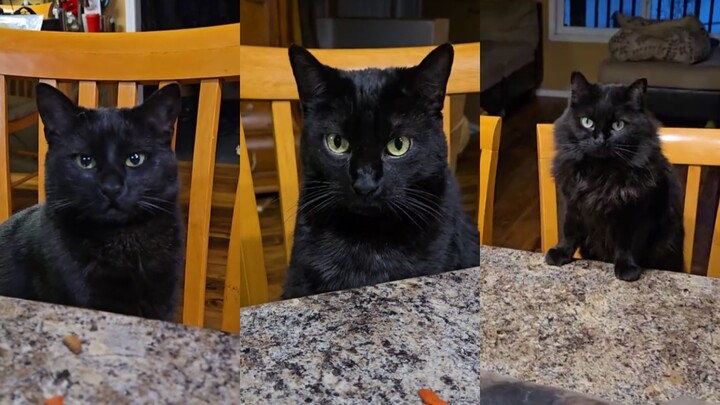 Làm thế nào để phân biệt 9 chú mèo đen trong nhà