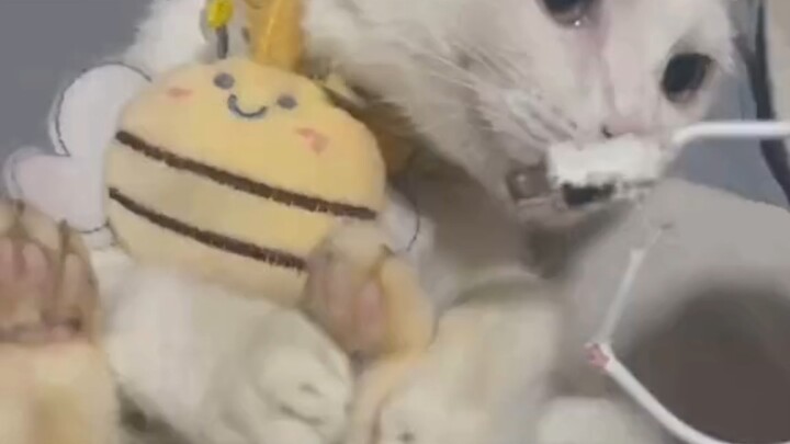 The cat is so scared.