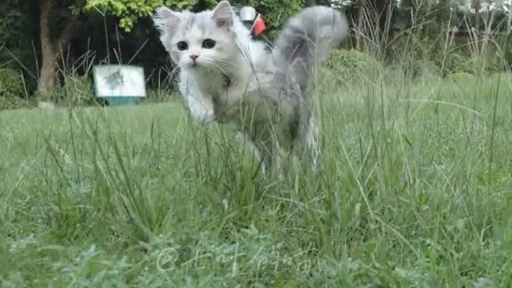Short legs don’t stop me from speeding and looking cool—I’m defending the reputation of dwarf cats [