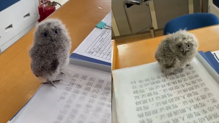 Hewan dilindungi yang ditemukan! Si kecil ketakutan sampai tidak berani bergerak sama sekali, kini s