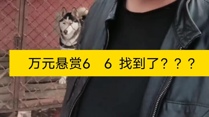 สวนสาธารณะ KK แห่งโลกสุนัข: ของแท้หรือของปลอม 6 6