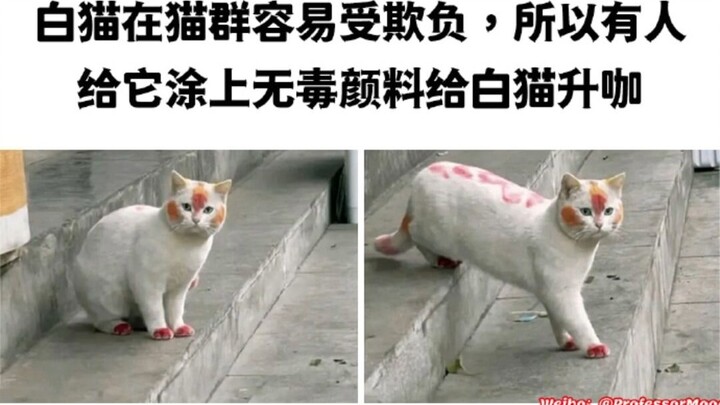 “The kitty lets someone paint it—so cute!”