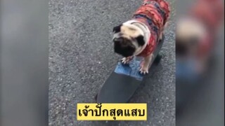 เจ้าปั๊กสุดแสบ