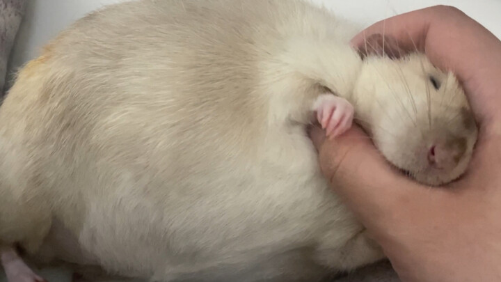 What should I do? My little mouse is chubby and clingy again.