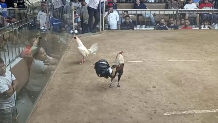 Khanuta GF Grey Broodcock