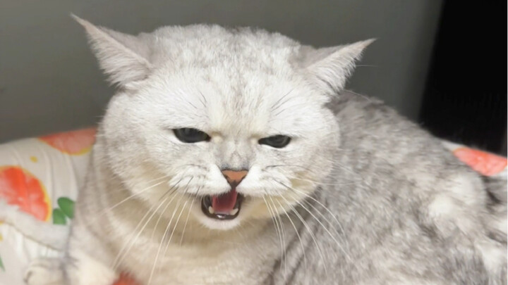 Tránh “bẫy” khi nuôi mèo Bạc Xám!!!