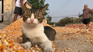 秋收时节，玩疯了的中华田园猫！