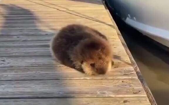 ลูกนากทะเลน้อยเฝ้ารอแม่อยู่ริมชายฝั่งเพื่อให้แม่ออกไปหาอาหาร เมื่อเห็นแม่กลับมา มันก็พลิกตัวกลิ้งลงไ