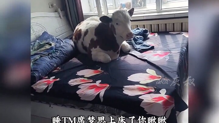 Cảnh xấu hổ lớn của chú bò ngốc nghếch, chú bò dũng cảm không sợ khó khăn, xem một lần là cười một l
