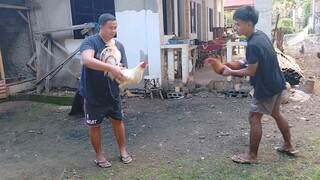Broodcock