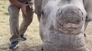 Paman yang bekerja di kebun binatang menunjukkan beberapa "harta karun besar" di kebun binatang