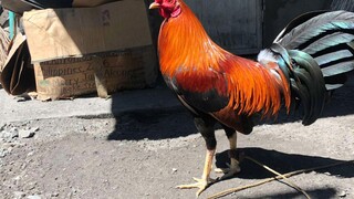 3 Hits Uluta      PASENSYA NA SA KUHA NG VIDEO MGA BOSS