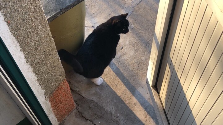 [Pecinta Kucing] Kucingku tidak percaya di luar sedang -17 derajat