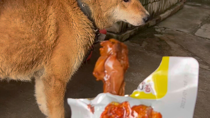 The puppy's gaze gradually became gentler.