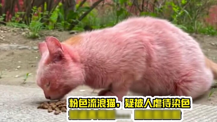I met a pink stray cat on Wutai Mountain and thought it was being abused at first. After I found out
