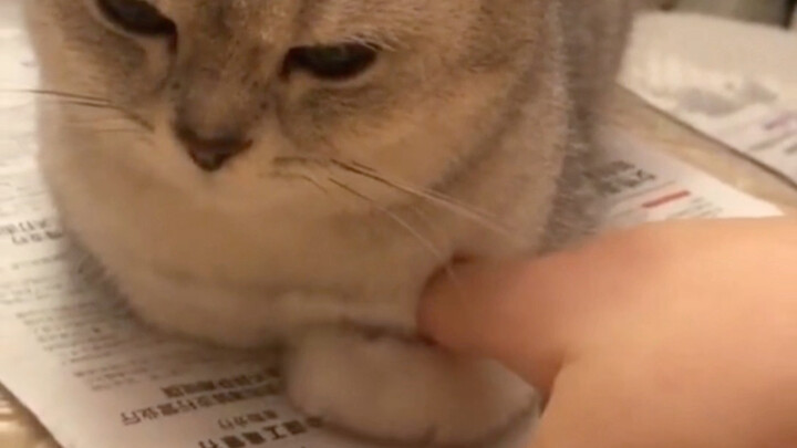 แมวน้อยซุกมือ