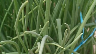 Green Onion