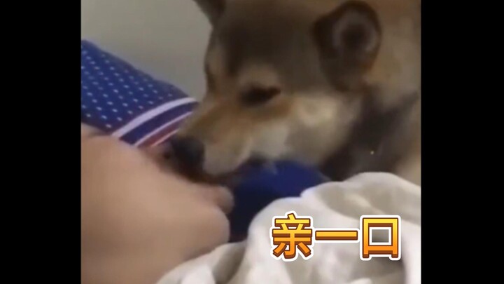 Who could possibly resist such an adorable puppy?