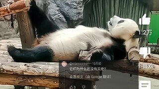外网热议中国熊猫摆烂瞬间，100万人浏览，网友：它们竟然没有灭绝？