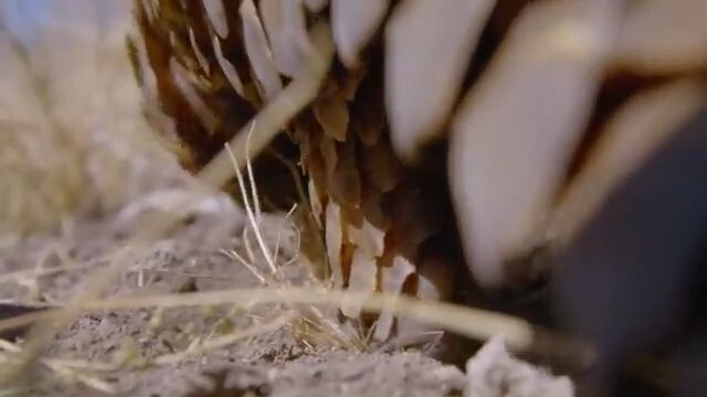 The impressive dress code of animals   Documentary