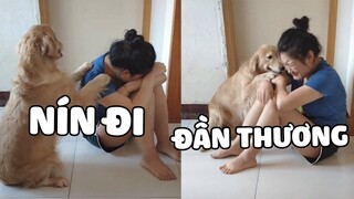 Chú chó Golden thông minh lúc nào cũng bảo vệ mẹ 😁  | Pets TV