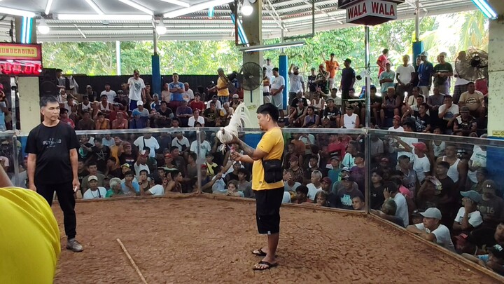 Bangkas (Win) 2yrs old Homapon