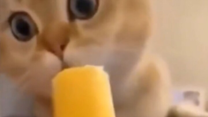 Cat: What is this?! Why does it feel so cold when I eat it?!