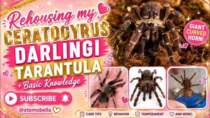 How I rehouse my Ceratogyrus Darlingi tarantula safely