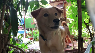 เสียงหมาเห่า หมาน่ารักเห่าข้างกำแพง