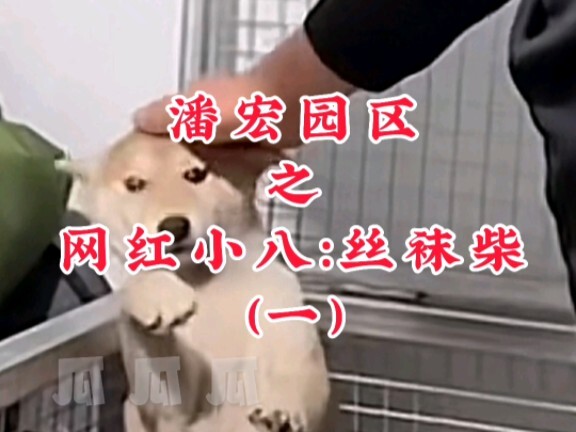 潘宏园区之网红小八：丝袜柴（一）