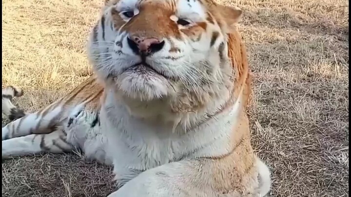 Xem nhiều hình hổ, tránh xa trầm cảm!