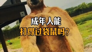 هل يستطيع البالغون التغلب على الكنغر؟