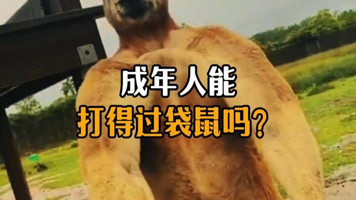 Can an adult beat a kangaroo?