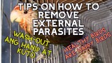 TIPS AND BEST WAY TO REMOVE and PREVENT  EXTERNAL PARASITES (Mites and Lice) IN OUR PET BIRD.