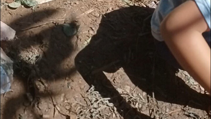 planting pine apple