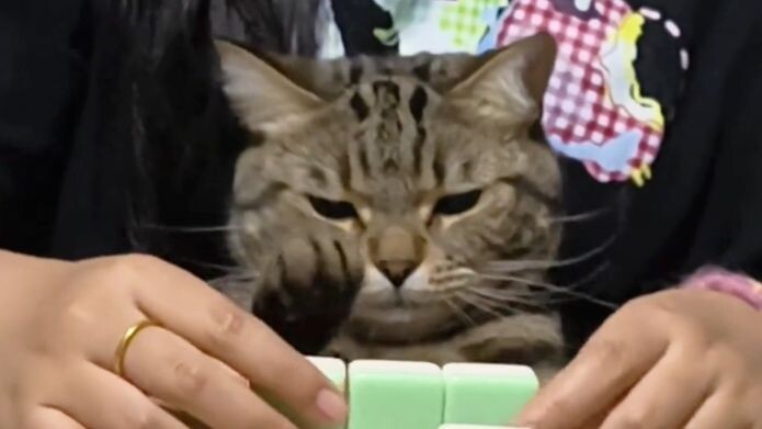 [دبلجة الحيوانات] أيها الدجاجة الصغيرة، أنت تساوي 80.000، ثلاثة منكم وواحد منكم!