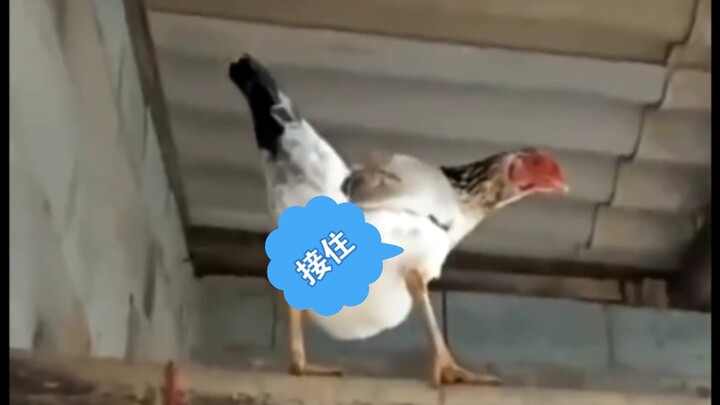 Brother Kun, send me a gift!