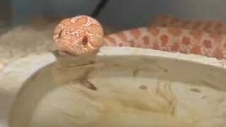 This snake is so cute when drinking water