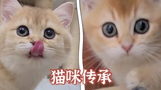 两只小奶猫面对罐头表现完全不同！