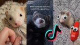 Hilarious and Cute Ferrets of TikTok #8